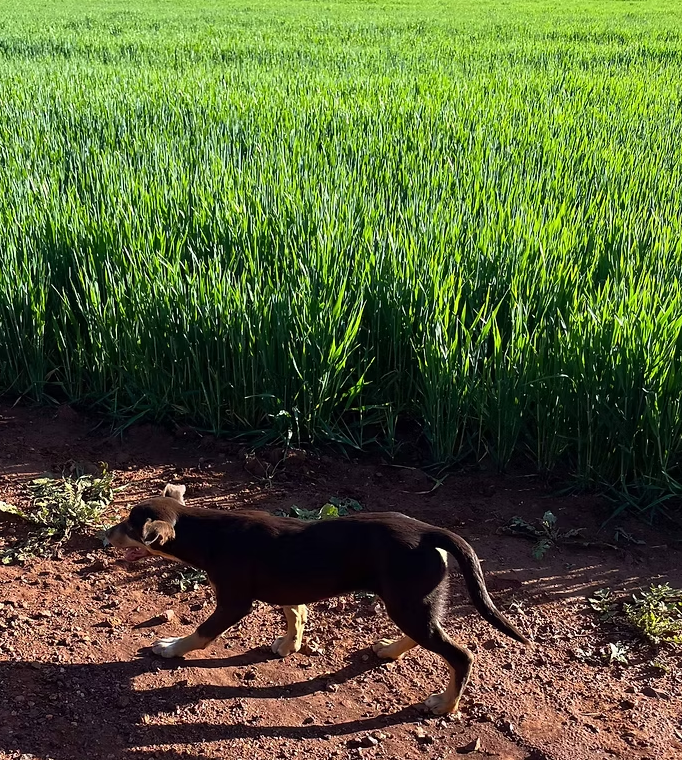 Coloma, Dubbo NSW 2830