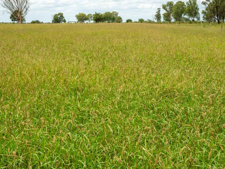 298 Bingegang Road, Jellinbah QLD 4702