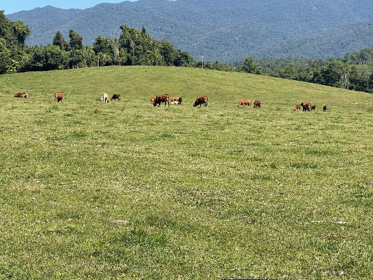 Silkwood QLD 4856