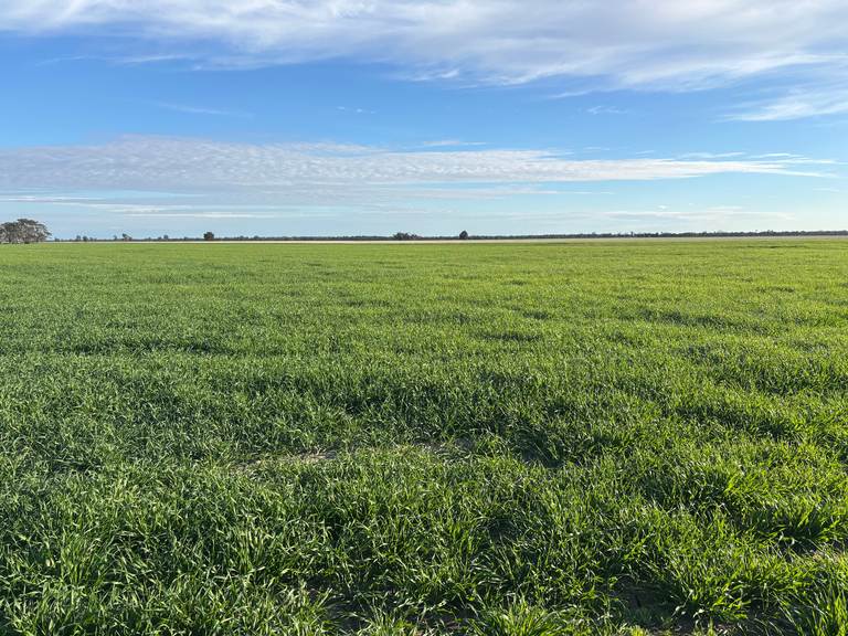 'Terling Park', Moree NSW 2400