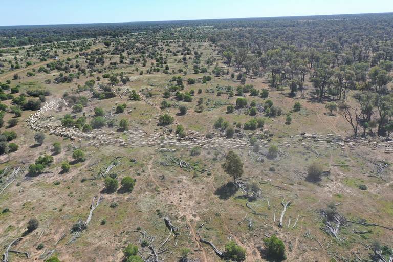 7040 Woolerina Road, Bollon QLD 4488