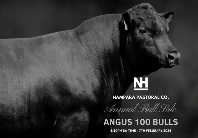 Nampara Angus Bull Sale