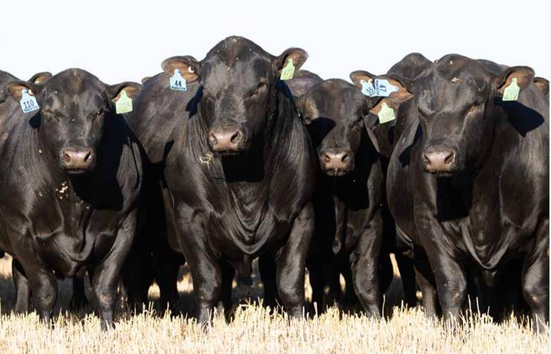 Mandayen Angus Bull Sale