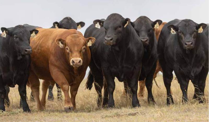 Mandayen Limousin Bull Sale