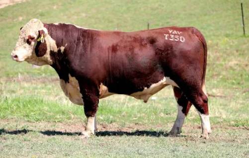Yavenvale Poll Hereford Bull Sale 