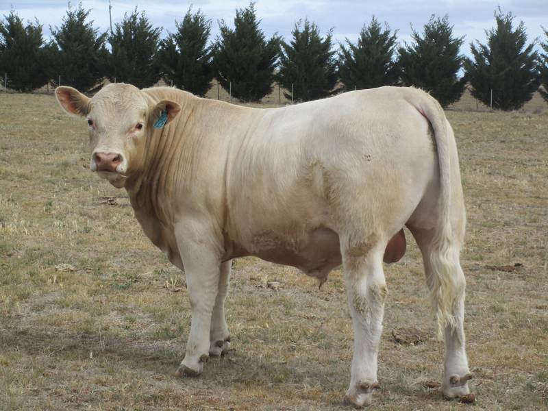 Curragindi Charolais Bulls for sale