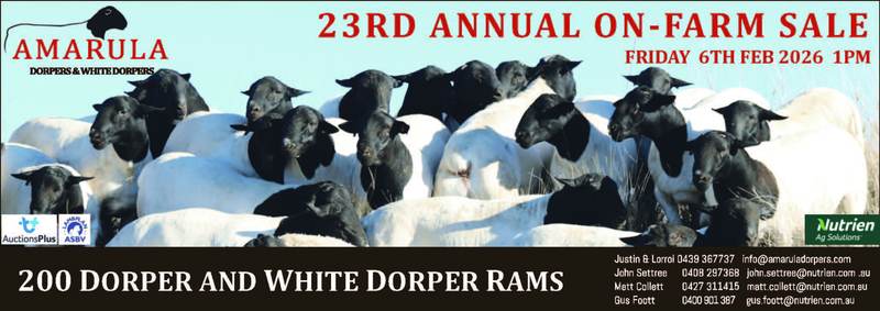 Amarula Dorpers & White Dorpers 23rd Annual Sale