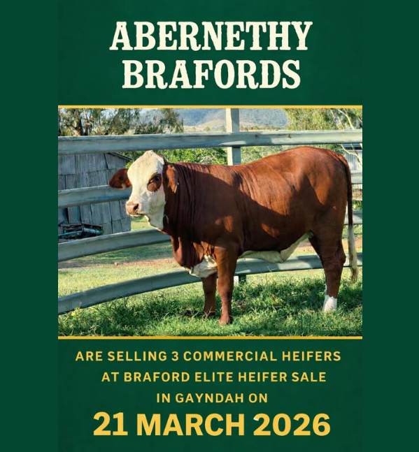 Abernethy Brafords Selling at the Elite Braford Breeders Sale