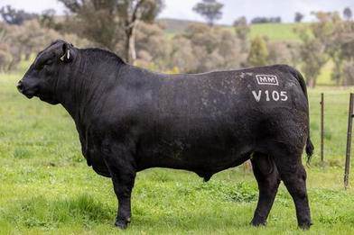 19th On Property Sale 2026 Annual Bull & Heifer Sale