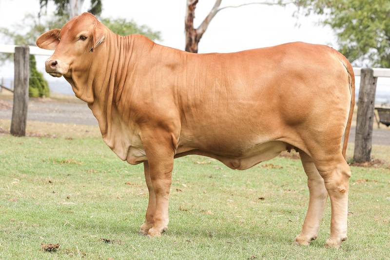  2026 Droughtmaster National Female Sale - LOT 157