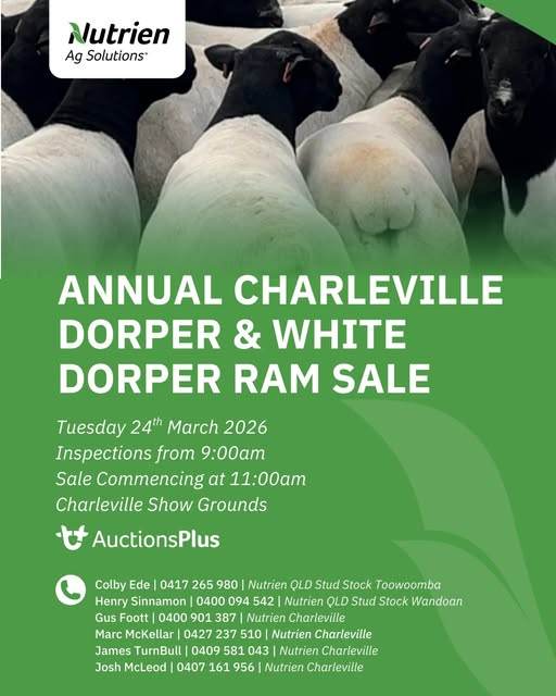 Annual Charleville Dorper & White Dorper Ram Sale