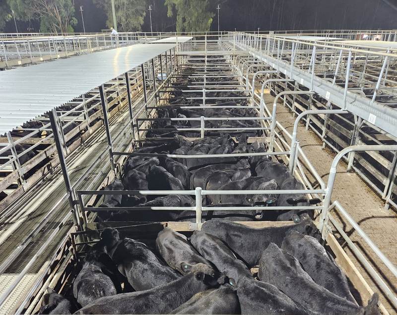 Maitland Annual Feature Weaner Sale