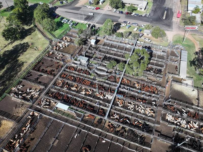 2nd Annual Pre-Weighed Weaner Sale