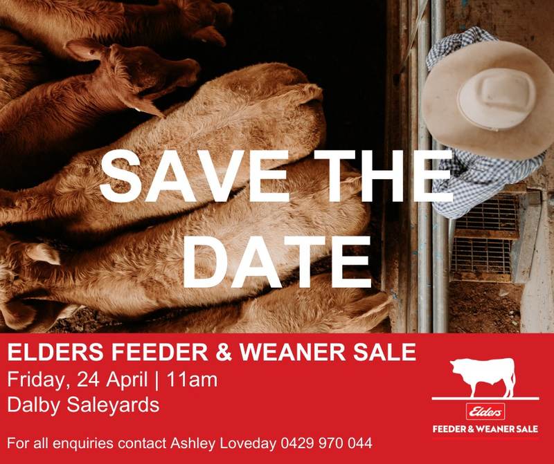Elders Dalby Feeder & Weaner Sale – EU Accredited