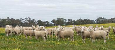 Castle Camp On-Property sale