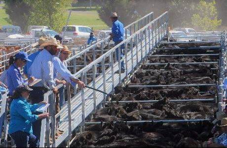 Special Store Cattle Sale 2500 Cattle