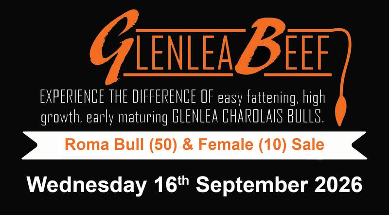 Glenlea Beef Roma Bull & Female Sale — 60 Head Charolais Cattle