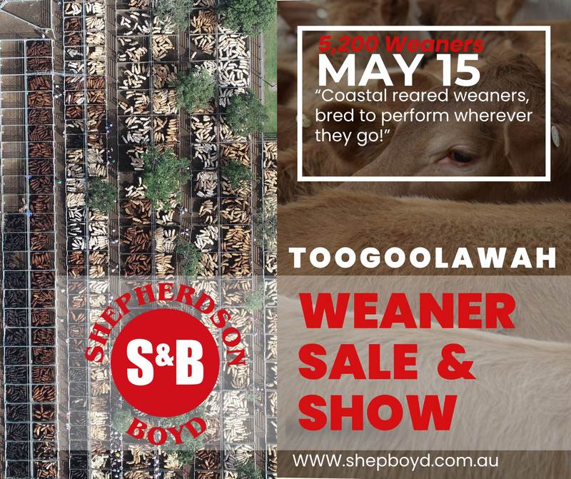 Shepherdson & Boyd Toogoolawah Weaner Show & Sale – 5,200 Head Cattle