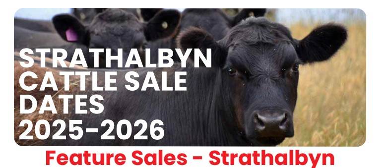 Strathalbyn Feature Cattle Sale – 1,000 Head Cattle