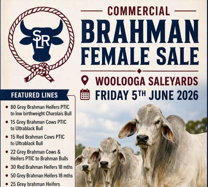 Sullivan Livestock Commercial Brahman Female Sale