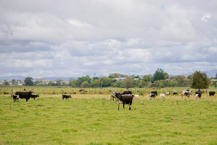 Kempsey Stock & Land Feature Weaner Sale — Cattle
