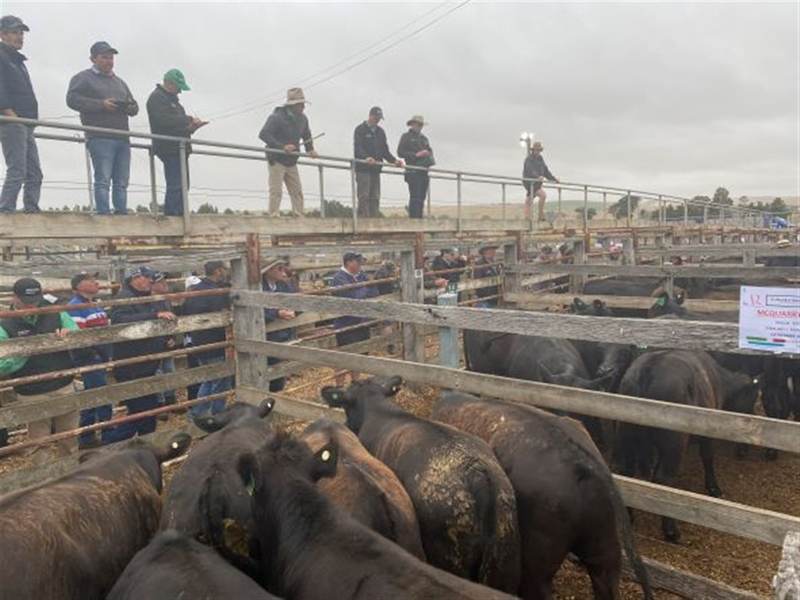Casterton Mid Year Store Sale — 1,000 Head Cattle