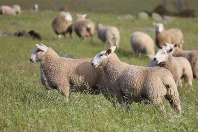 2026 Inverbrackie On property Border Leicester Ram sale