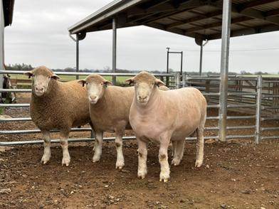 Armdale Poll Dorset Stud 2026 Ram sale