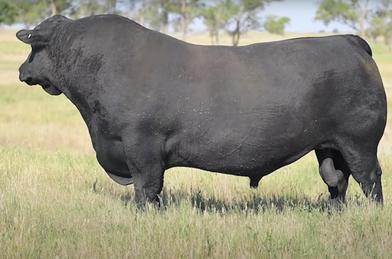 Raff Angus Drillham Qld nbull sale