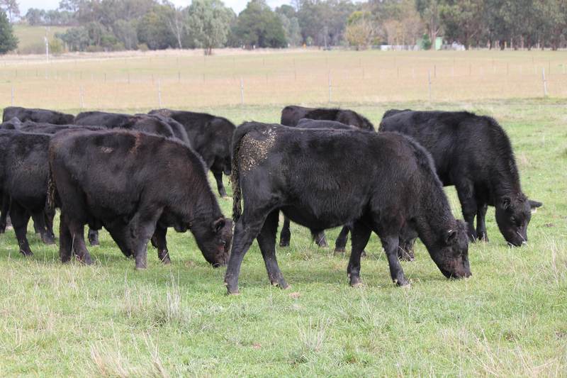  Victorian Livestock Property Autumn Feature Grown & Weaner Sale – 4,000 Head Cattle
