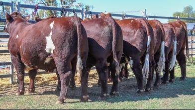 National Shorthorn Show and Sale