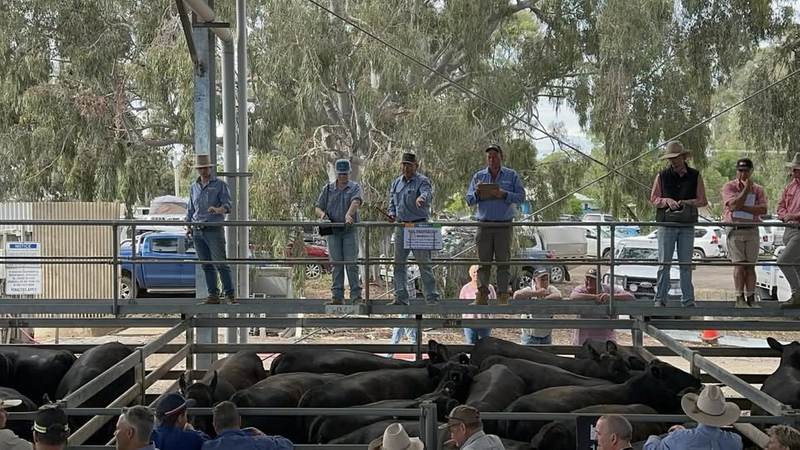 Euroa Saleyards EOFY Cattle Sale — 3,000 Head