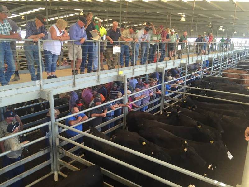 Echuca Stock Agents Association Store Sale 400 Head Cattle