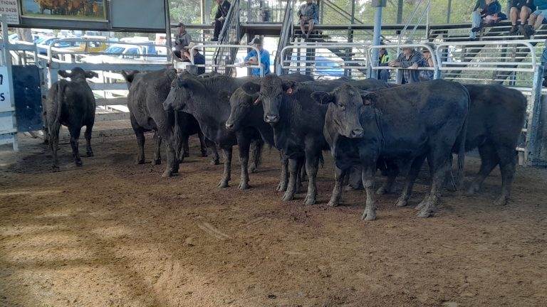 Farrell McCrohon Store Cattle Sale – Grafton Saleyards