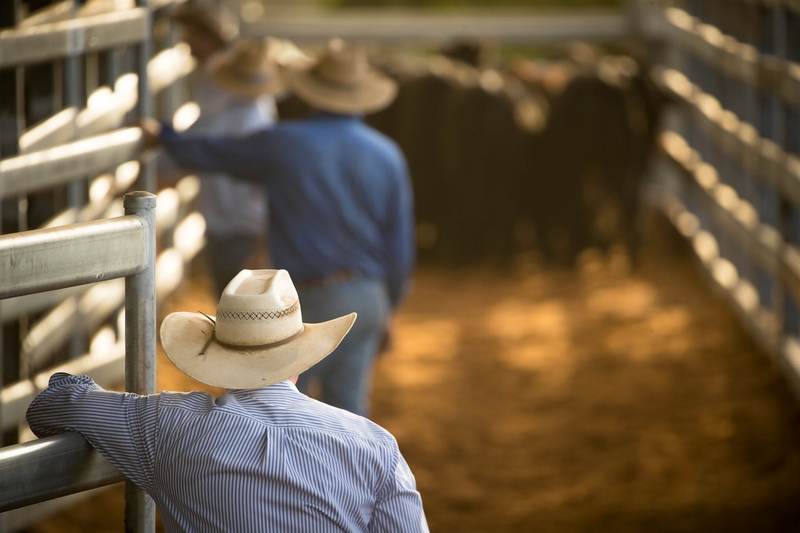 George & Fuhrmann Special Store Sale 2800 Head Cattle