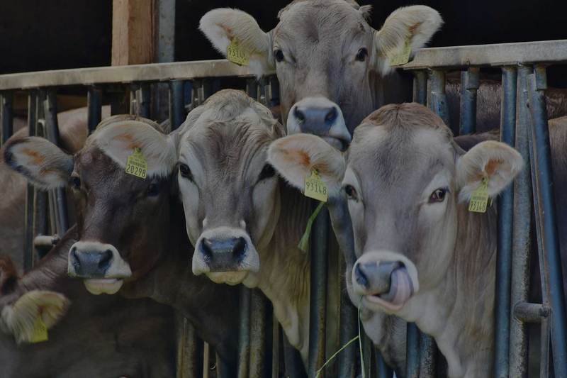 WVLX Mortlake June Store Sale — 6,000 Head Cattle