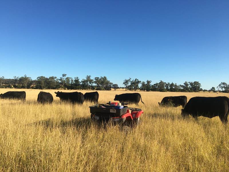 Fairview Black Simmental Bull Sale