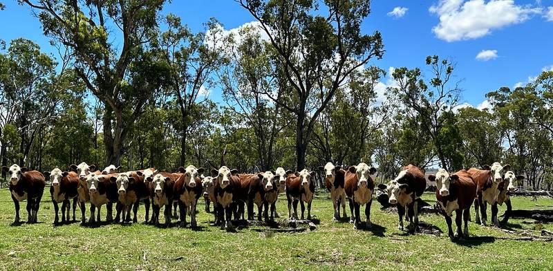 Remolea on Property Bull Sale