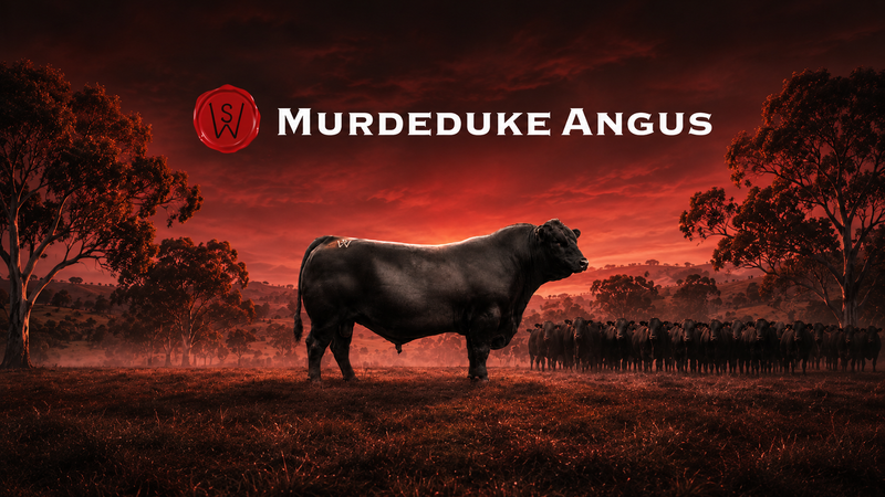 2026 Spring Queensland Bull Sale