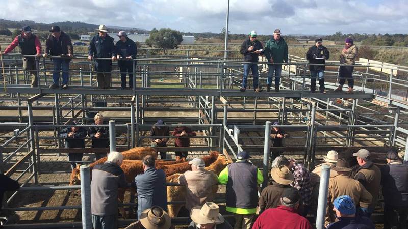 Kyneton Livestock Agents Association Store Cattle Sale – 400 Head Cattle
