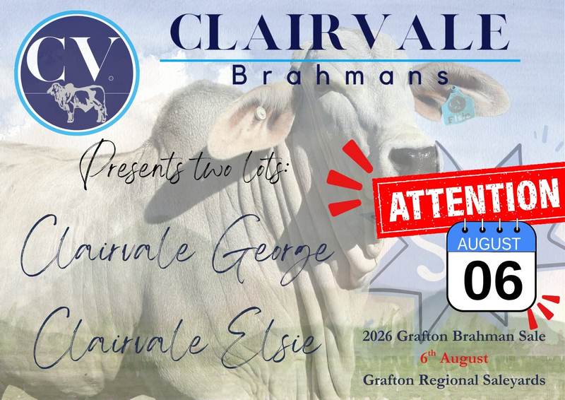 Farrell McCrohon Grafton Store Cattle Sale