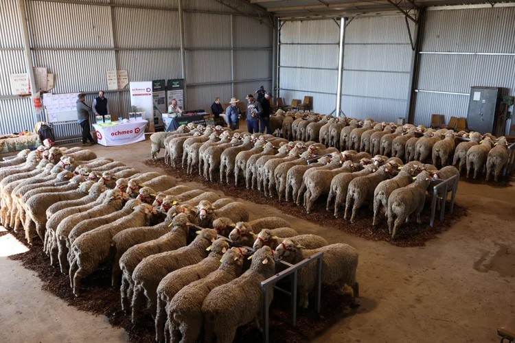 Parkdale SRS® Ram Sale