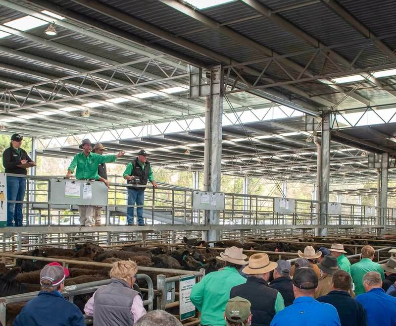 Yea Saleyard Complex Store Cattle Sale