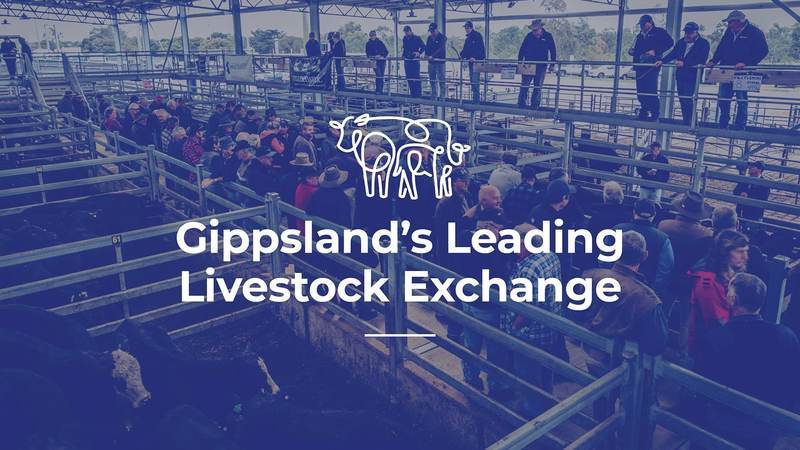 Gippsland Regional Livestock Exchange Store Sale – 380 Head Cattle