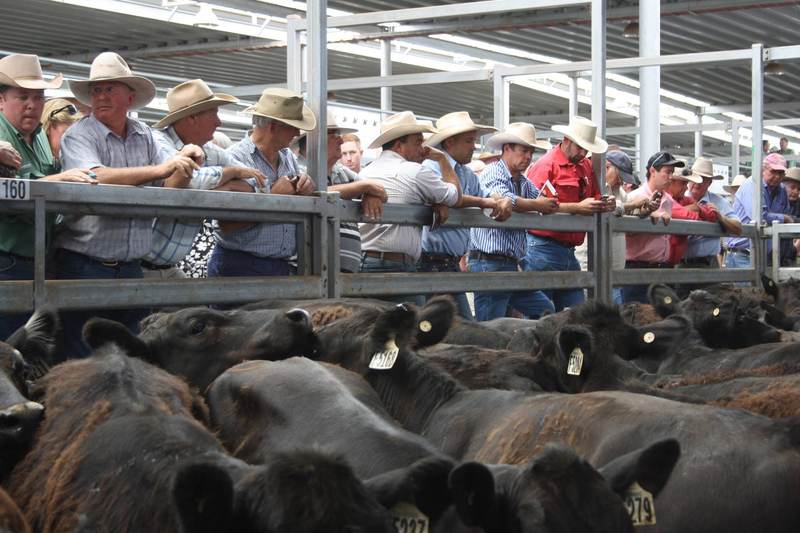 NVLX Wodonga Store Cattle Sale – 1,500 Head – Cattle