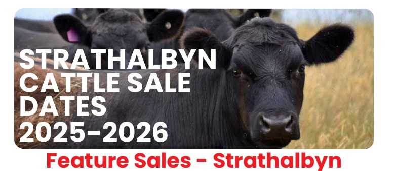 Strathalbyn Saleyards Feature Cattle Sale – 800 Head Store Cattle