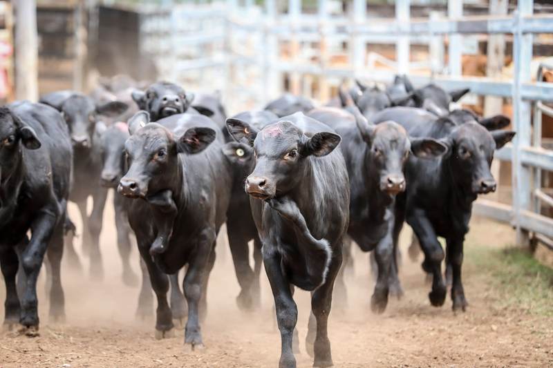 Eidsvold Livestock & Property Prime & Store Sale – Cattle
