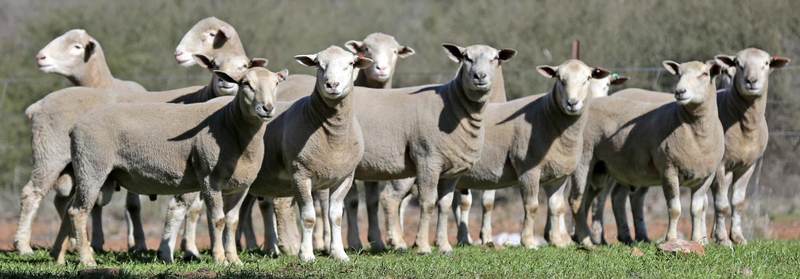Redline Stud & Nutrien Ag Solutions Annual On-Property Sale – 110 Poll Dorset & Charollais Rams