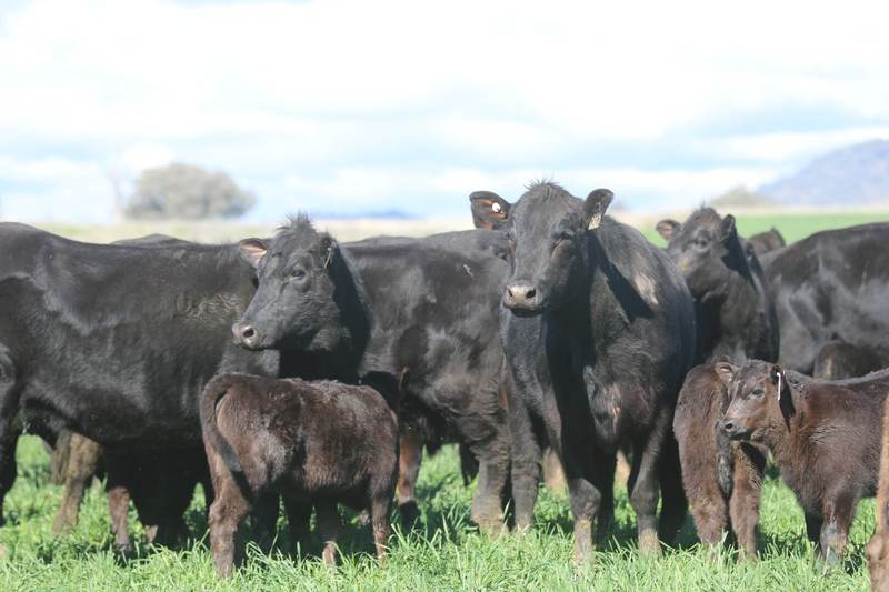 Elders Tamworth 5th Annual 3R Angus Commercial Sale 1,000hd Angus Cattle