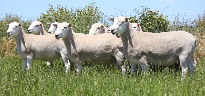 Chrome Spring Ram Sale